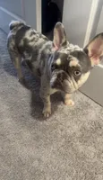 Charleigh , a female French Bulldog for sale in Charlotte, NC – 4 of 6