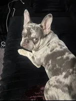 Charleigh , a female French Bulldog for sale in Charlotte, NC – 6 of 6