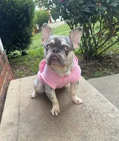 Charleigh , a female French Bulldog for sale in Charlotte, NC – 5 of 6
