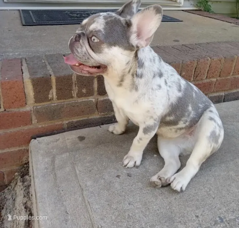 Charleigh  – French Bulldog puppy for sale in Charlotte, NC