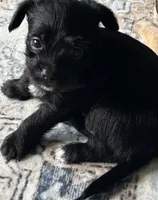 Black Oreo, a male Yorkshire Terrier and Morkie for sale in Duluth, GA – 8 of 8