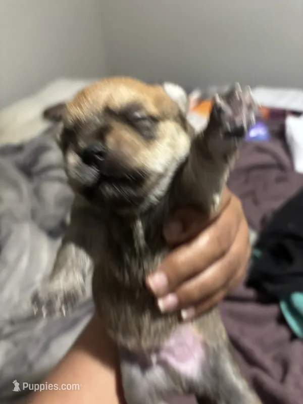 Marble – Yorkshire Terrier, Morkie puppy for sale in Duluth, GA