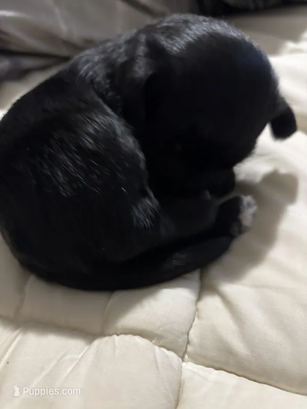 Black Oreo – Yorkshire Terrier, Morkie puppy for sale in Duluth, GA