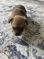 Marble, a male Yorkshire Terrier and Morkie for sale in Duluth, GA – 7 of 10