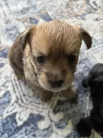 Marble, a male Yorkshire Terrier and Morkie for sale in Duluth, GA – 3 of 10