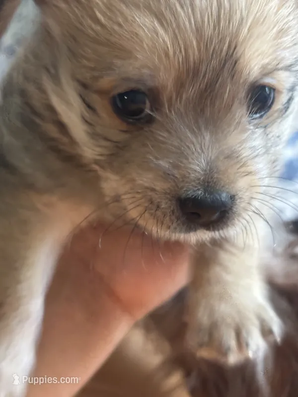 Marble – Yorkshire Terrier, Morkie puppy for sale in Duluth, GA