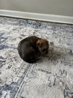 Marble, a male Yorkshire Terrier and Morkie for sale in Duluth, GA – 6 of 10