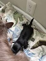Black Oreo, a male Yorkshire Terrier and Morkie for sale in Duluth, GA – 7 of 8