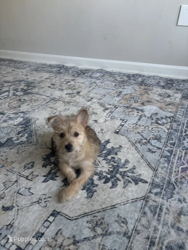 Marble – Yorkshire Terrier, Morkie puppy for sale in Duluth, GA