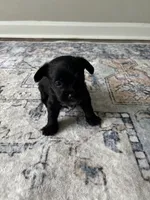 Black Oreo, a male Yorkshire Terrier and Morkie for sale in Duluth, GA – 2 of 8