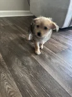Marble, a male Yorkshire Terrier and Morkie for sale in Duluth, GA – 4 of 4