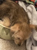 Marble, a male Yorkshire Terrier and Morkie for sale in Duluth, GA – 2 of 4