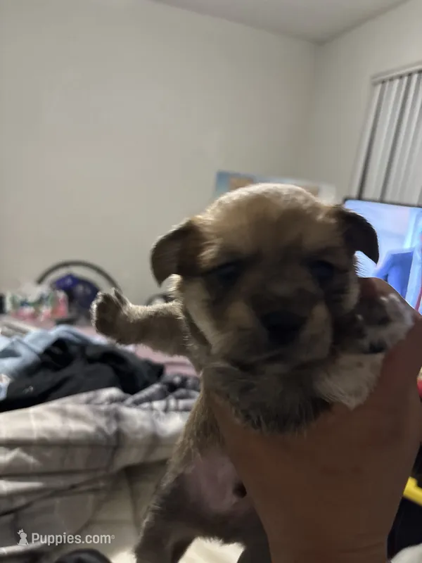 Marble – Yorkshire Terrier, Morkie puppy for sale in Duluth, GA