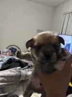 Marble, a male Yorkshire Terrier and Morkie for sale in Duluth, GA – 2 of 10