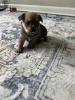 Marble, a male Yorkshire Terrier and Morkie for sale in Duluth, GA – 4 of 10