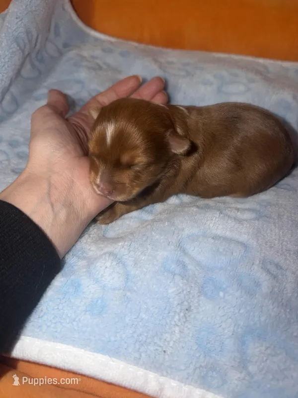 Oakley – Yorkshire Terrier puppy for sale in Churubusco, IN