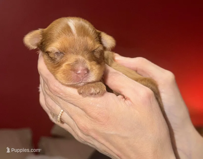 Oakley – Yorkshire Terrier puppy for sale in Churubusco, IN
