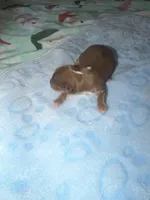 Oakley, a male Yorkshire Terrier for sale in Churubusco, IN – Photo 2 of 6