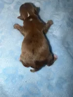 Oakley, a male Yorkshire Terrier for sale in Churubusco, IN – Photo 4 of 6