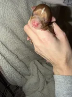 Oakley, a male Yorkshire Terrier for sale in Churubusco, IN – Photo 5 of 6