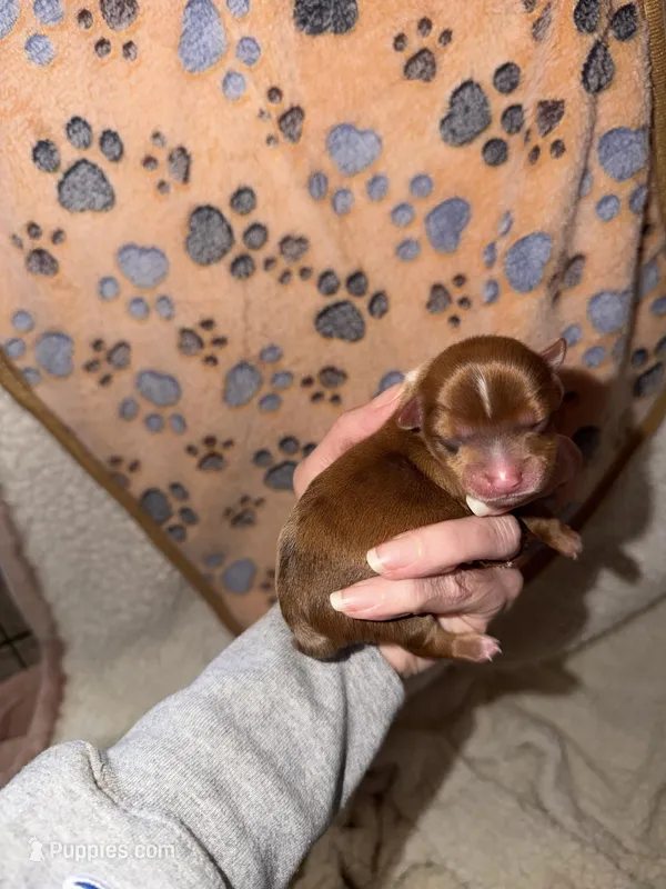 Oakley – Yorkshire Terrier puppy for sale in Churubusco, IN