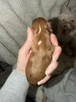 Oakley, a male Yorkshire Terrier for sale in Churubusco, IN – Photo 6 of 6