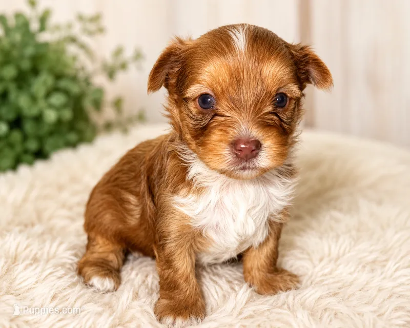 Oakley – Yorkshire Terrier puppy for sale in Churubusco, IN