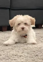 Pluto, a male Maltipoo for sale in St. John, IN – Photo 3 of 6