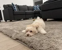 Pluto, a male Maltipoo for sale in St. John, IN – Photo 5 of 6