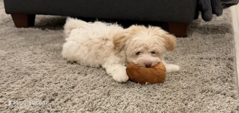 Pluto, a male Maltipoo for sale in St. John, IN – Photo 1 of 6