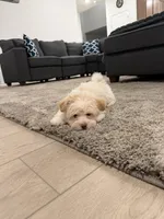 Pluto, a male Maltipoo for sale in St. John, IN – Photo 6 of 6