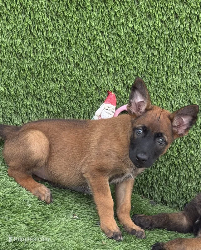 Yellow collar – Belgian Malinois puppy for sale in Hialeah, FL