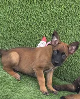 Yellow collar, a female Belgian Malinois for sale in Hialeah, FL – 1 of 1