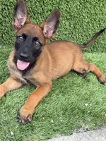 Nala, a female Belgian Malinois for sale in Hialeah, FL – 1 of 5