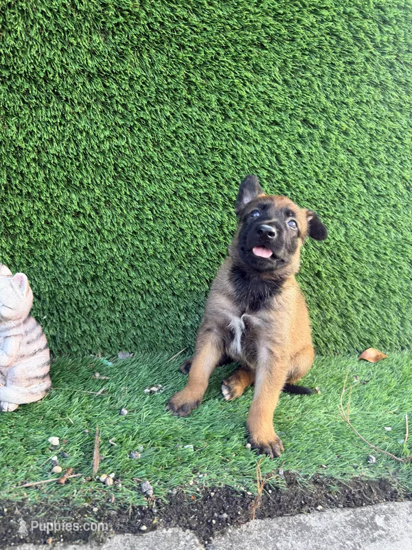 Girl – Belgian Malinois puppy for sale in Hialeah, FL