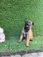 Girl, a female Belgian Malinois for sale in Hialeah, FL – 1 of 3