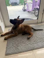 Yellow collar , a female Belgian Malinois for sale in Hialeah, FL – 3 of 4