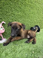 Brown collar , a male Belgian Malinois for sale in Hialeah, FL – 2 of 2