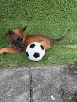 Nala, a female Belgian Malinois for sale in Hialeah, FL – 3 of 4