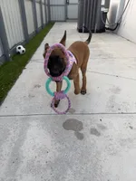 Nala, a female Belgian Malinois for sale in Hialeah, FL – 4 of 6