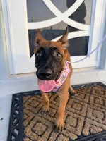 Nala, a female Belgian Malinois for sale in Hialeah, FL – 2 of 4