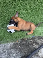 Nala, a female Belgian Malinois for sale in Hialeah, FL – 2 of 4