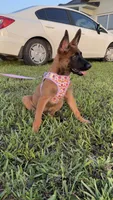 Nala, a female Belgian Malinois for sale in Hialeah, FL – 4 of 4