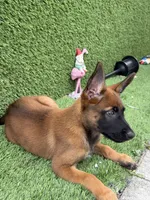 Nala, a female Belgian Malinois for sale in Hialeah, FL – 3 of 5