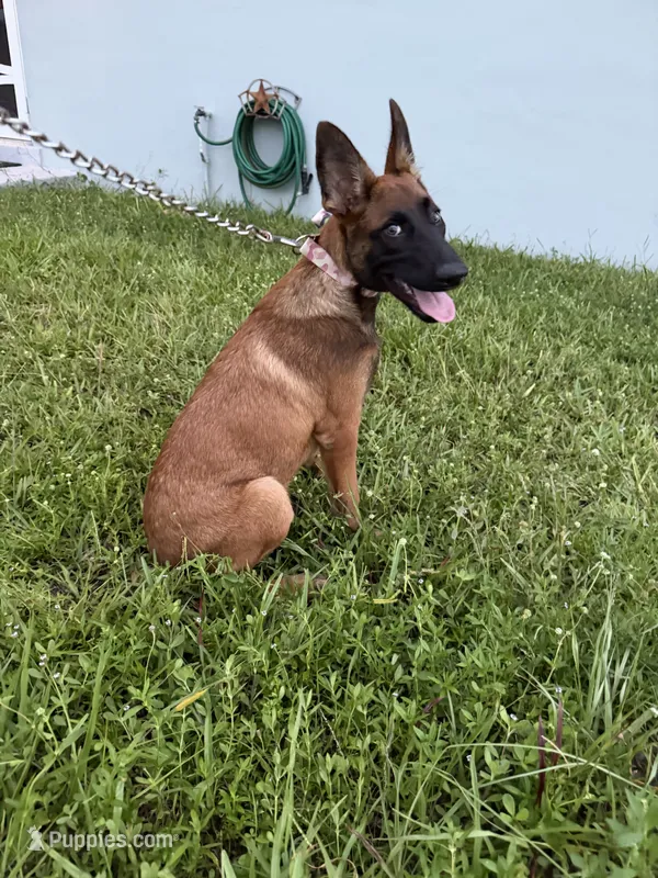 Nala – Belgian Malinois puppy for sale in Hialeah, FL