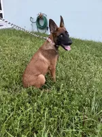 Nala, a female Belgian Malinois for sale in Hialeah, FL – 1 of 3