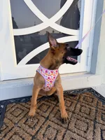 Nala, a female Belgian Malinois for sale in Hialeah, FL – 1 of 4