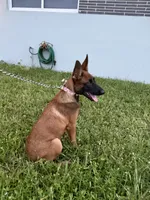 Nala, a female Belgian Malinois for sale in Hialeah, FL – 2 of 3