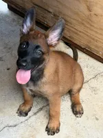 Nala, a female Belgian Malinois for sale in Hialeah, FL – 1 of 2