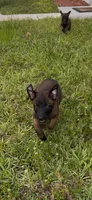 Brown collar , a male Belgian Malinois for sale in Hialeah, FL – 2 of 3